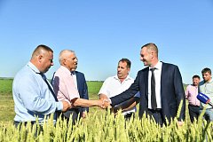 Ожидаемая дата начала уборки зерновых в регионе – 10 июля