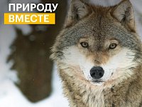 Саратовцев приглашают принять участие в конкурсе экологических и природоохранных проектов