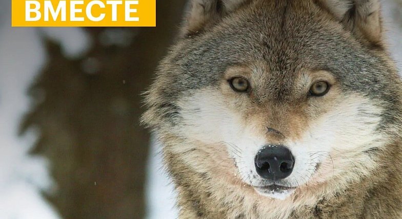 Саратовцев приглашают принять участие в конкурсе экологических и природоохранных проектов