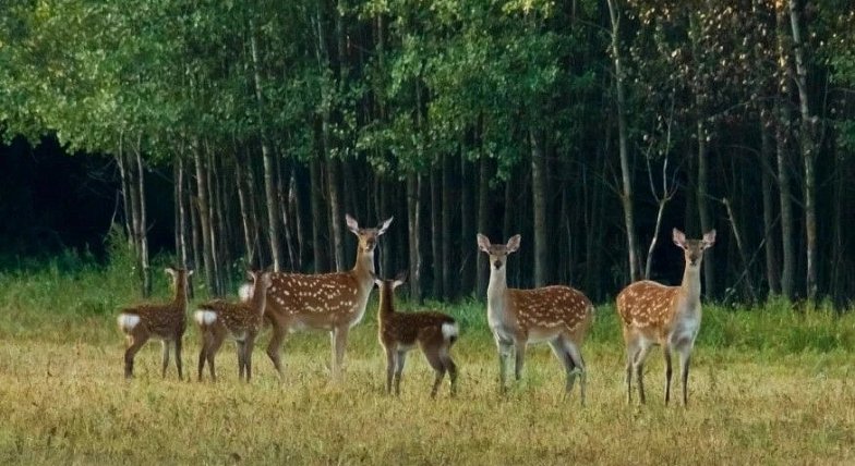 В Саратовской области появились зоны для воспроизводства животных