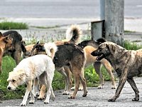 Стаи на наших улицах: что делать с бродячими собаками