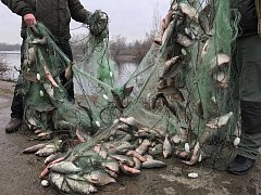 С учетом позиции Ершовской транспортной прокуратуры суд апелляционной инстанции изменил постановление по делу о незаконном вылове рыбы