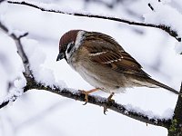 В России проведут перепись воробьев