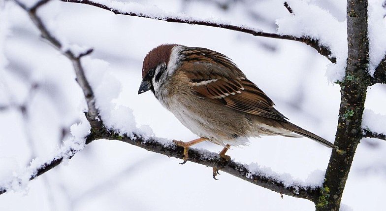 В России проведут перепись воробьев
